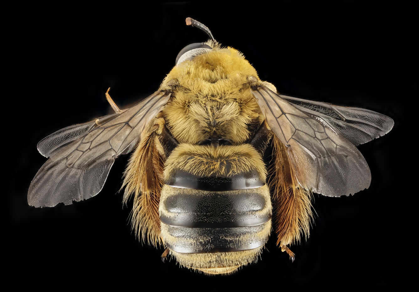 Xenoglossa strenua, F, Back, MD, Upper Marlboro | U.S. Geological